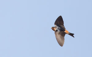 Hirondelle à gorge fauve