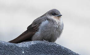 Red-throated Rock Martin