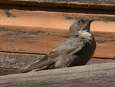 Red-throated Rock Martin