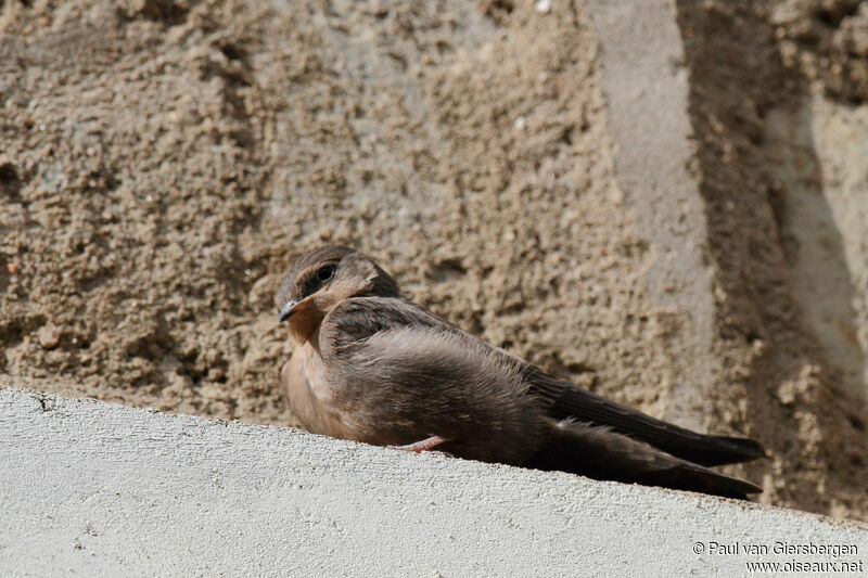 Red-throated Rock Martinadult