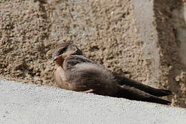 Red-throated Rock Martin