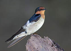 Pacific Swallow