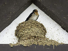 Pacific Swallow