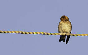 Tawny-headed Swallow