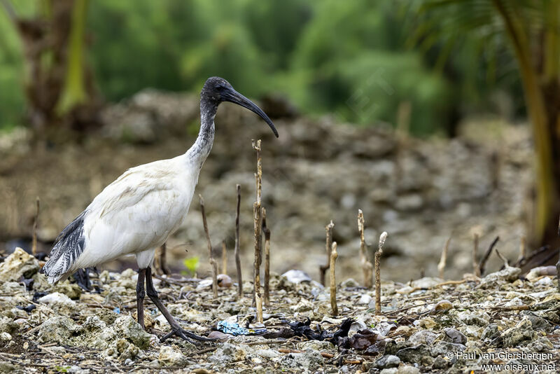 Australian White Ibisadult