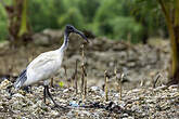 Ibis à cou noir