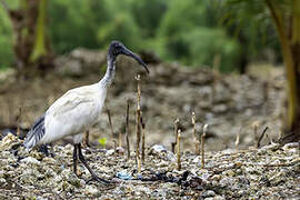 Australian White Ibis