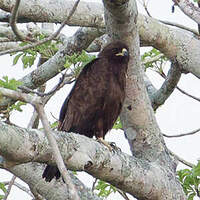 Aigle de Wahlberg