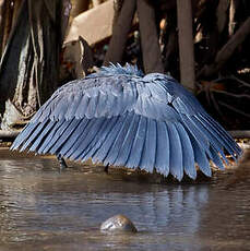 Aigrette ardoisée