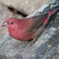 Amarante du Sénégal