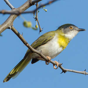 Apalis à gorge jaune