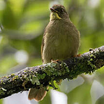 Bulbul à moustaches jaunes