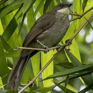 Bulbul d'Angola