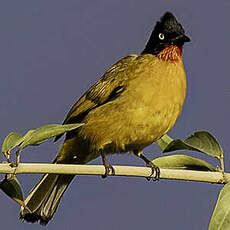 Bulbul de la Sonde