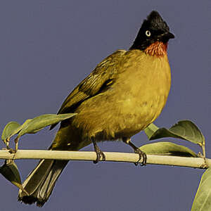 Bulbul de la Sonde