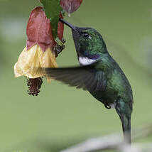 Colibri à collier blanc