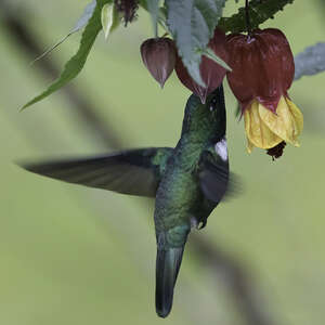 Colibri à collier blanc