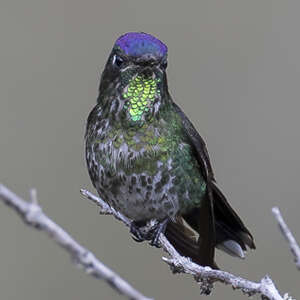 Colibri à petit bec