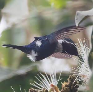 Colibri des Santa Marta