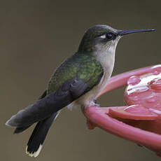 Colibri du Tolima