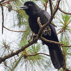 Corbeau des Philippines