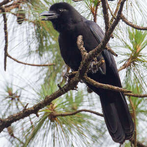 Corbeau des Philippines