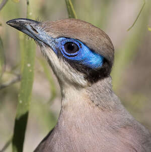 Coua à tête olive