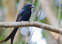 Drongo de Mayotte