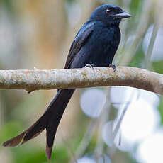 Drongo de Mayotte