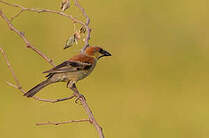 Moineau flavéole