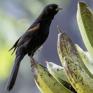 Oriole à galons