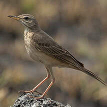 Pipit à dos uni