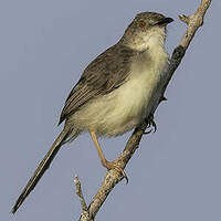 Prinia forestière