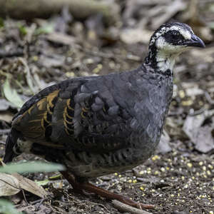 Torquéole à poitrine grise