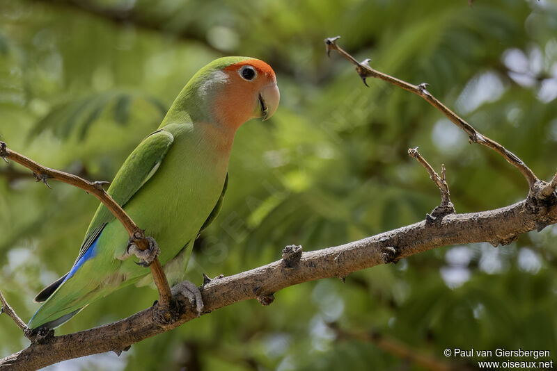 Rosy-faced Lovebird