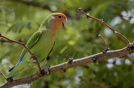 Rosy-faced Lovebird