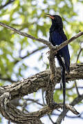 Violet Wood Hoopoe