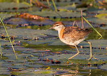 Jacana nain