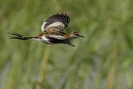 Lesser Jacana