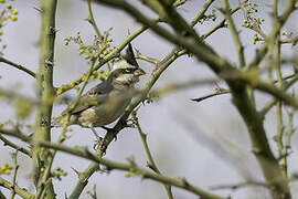 Black-crested Finch