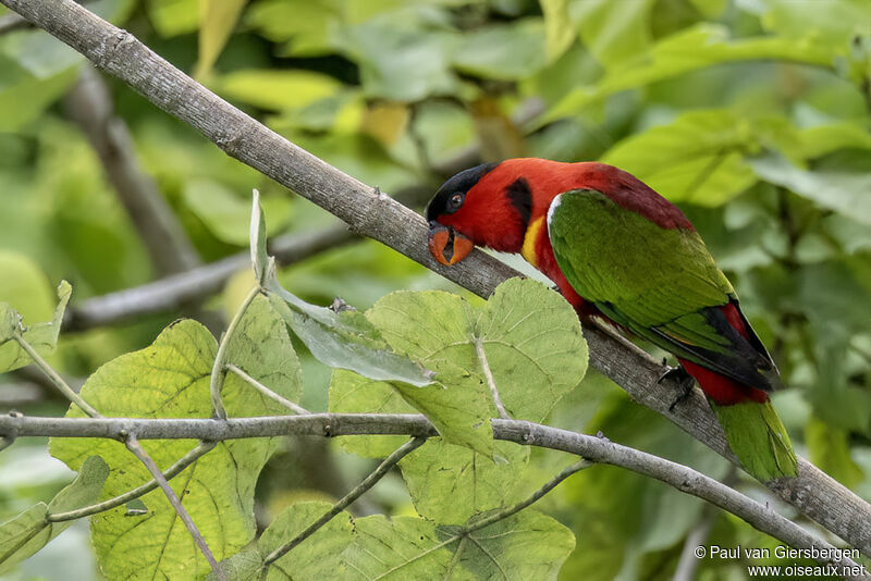 Yellow-bibbed Loryadult