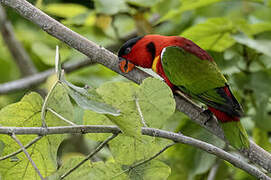 Yellow-bibbed Lory