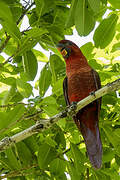 Cardinal Lory