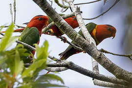 Duchess Lorikeet