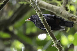 Black Oriole