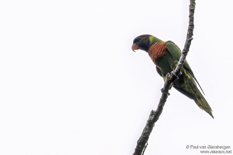 Coconut Lorikeetadult