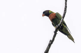 Coconut Lorikeet