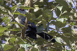 Black-bellied Malkoha