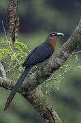 Chestnut-breasted Malkoha