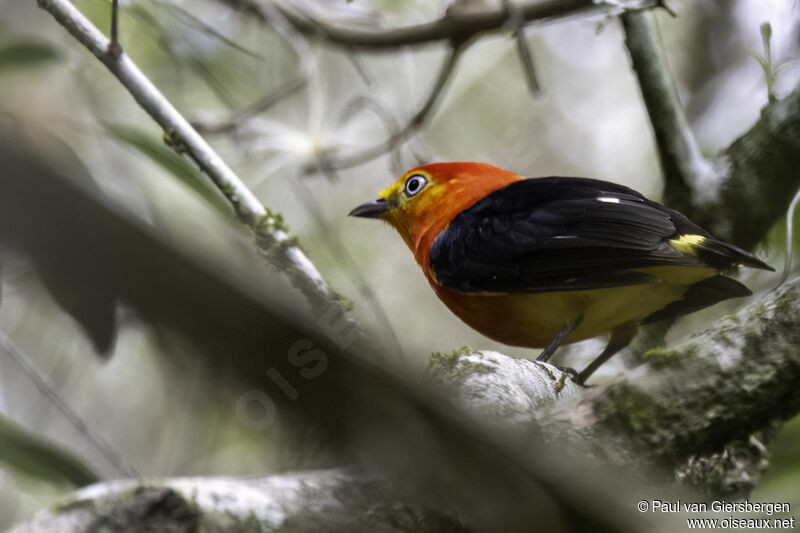 Band-tailed Manakin male adult